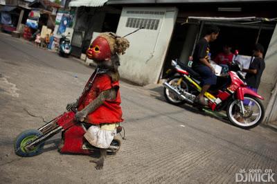 Ultime news Asia - Scimmie in Indonesia maltrattate e usate come mascherine -