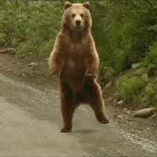 orso danzante