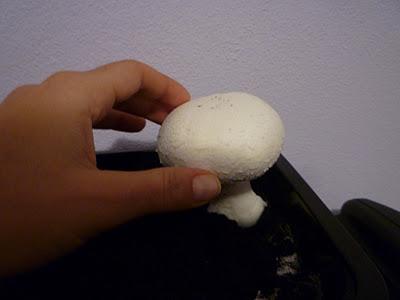Il mio primo funghetto!!! (e l'unico...) / My first mushroom...and the only one...