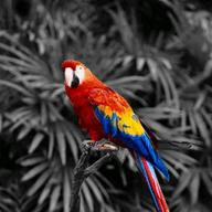 parrot-192x192 Rainbow Brush – effetti spettacolari per le tue foto