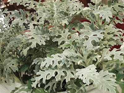 Puntarelle e Artemisia