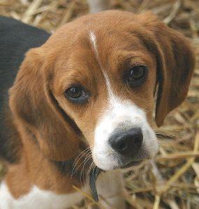TEST SUGLI ANIMALI: 2 BUONE NOTIZIE beagle TEST SUGLI ANIMALI: 2 BUONE NOTIZIE