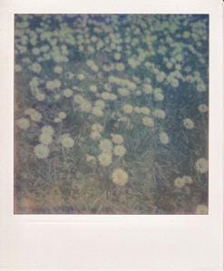 Margherite © Pamela Testa Polaroiders Fundraising for Levanto – 7th auction reminder