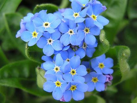 Il Myosotis