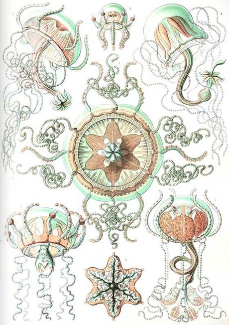 SPETTACOLARI PATTERNS NELLE ILLUSTRAZIONI SCIENTIFICHE DI ERNST HAECKEL