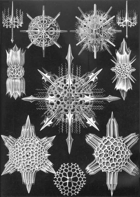 SPETTACOLARI PATTERNS NELLE ILLUSTRAZIONI SCIENTIFICHE DI ERNST HAECKEL