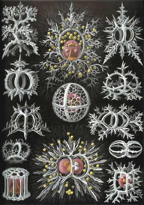 SPETTACOLARI PATTERNS NELLE ILLUSTRAZIONI SCIENTIFICHE DI ERNST HAECKEL