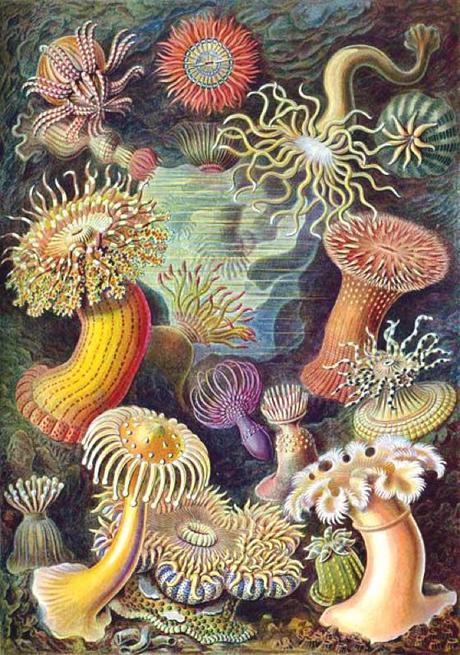 SPETTACOLARI PATTERNS NELLE ILLUSTRAZIONI SCIENTIFICHE DI ERNST HAECKEL