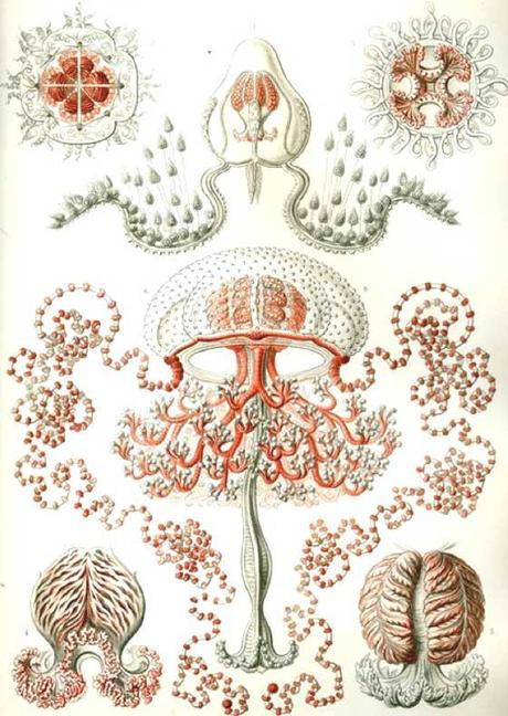 SPETTACOLARI PATTERNS NELLE ILLUSTRAZIONI SCIENTIFICHE DI ERNST HAECKEL