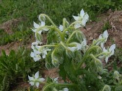 olio di borragine olio di borragine2