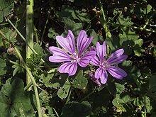 infuso di malva