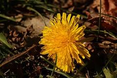 tisane anticellulite tisane anticellulite2