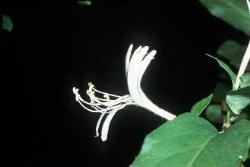 Caprifoglio del Giappone (Lonicera japonica) Caprifoglio del Giappone2