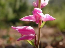 Come fotografare le orchidee Un primo piano ad una Orchidea