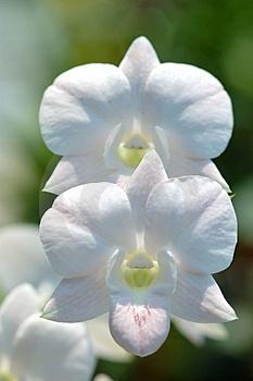 I fiori di Orchidea Fiori di Orchidea bianca