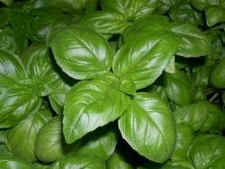 basilico basilico2