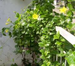 Allamanda Pianta con fiori.