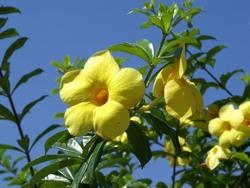 Allamanda Fiore di Allamanda.