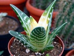 aloe variegata aloe variegata 4