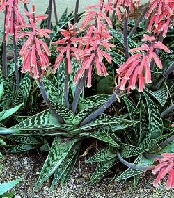 aloe variegata aloe variegata 2