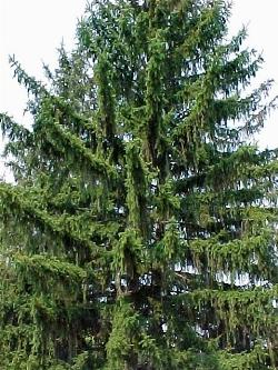 albero di natale abete rosso