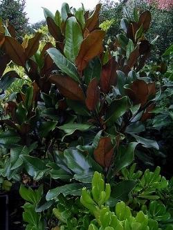 Potatura Magnolia magnolia grandiflora
