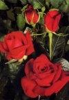 Mazzo di rose rose rosse
