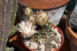 Rinvaso piante grasse Rinvaso piante grasse