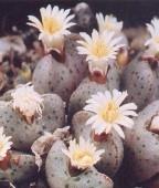 Annaffiatura piante grasse Annaffiatura piante grasse