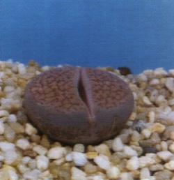 Lithops Lithops
