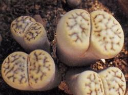 Lithops Lithops