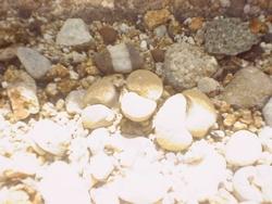 Lithops Lithops
