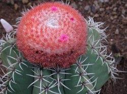 Melocactus Melocactus
