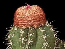 Melocactus Melocactus
