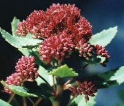 Sedum Sedum