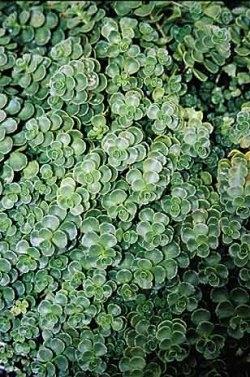 Sedum Sedum
