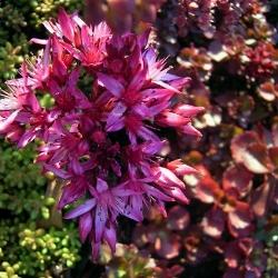 Sedum sedum spurium purpurteppich