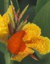 Canna fiorifera Canna fiorifera - Canna indica - Giardino - Bulbi