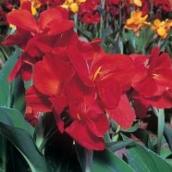 Canna fiorifera Canna fiorifera nana Strasbourg
