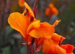 Canna fiorifera Canna fiorifera
