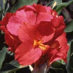 Canna fiorifera Canna fiorifera foglie verdi