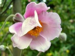 Anemone anemone hupehensis septembercharm