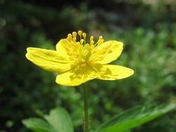 Anemone anemone ranunculoides 0572