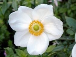 Anemone anemone hupenensis honorine jobert
