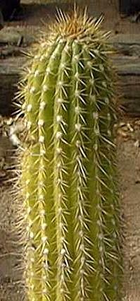 Cactus foto cactus