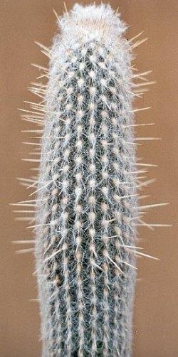 Cactus foto cactus