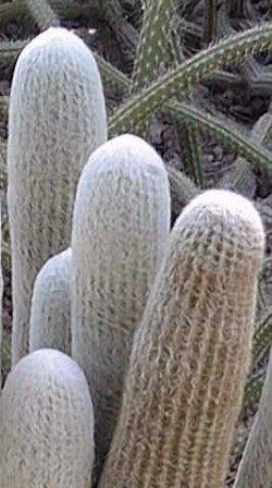 Cactus foto cactus