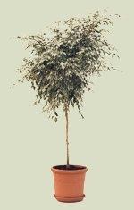 Ficus benjamin in inverno ficus benjamin