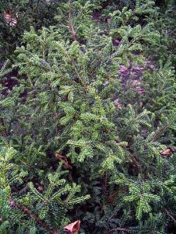 Tasso taxus baccata rushmore