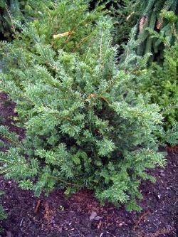 Tasso taxus baccata